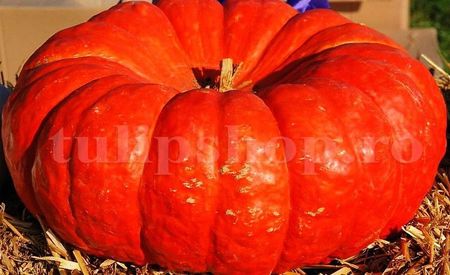 Seminte Dovleac Rouge Vif d'Etampes 30buc.; Pret: 4 lei/plic. Pachetul contine 30 de seminte sigilate intr-un pachet cu atmosfera protectoare, ferite de umiditate si lumina solara.

