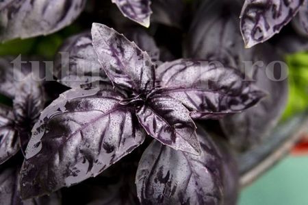 Seminte busuioc Dark Opal 1000buc.; Pret: 4 lei/plic. Pachetul contine 1000 de seminte sigilate intr-un pachet cu atmosfera protectoare, ferite de umiditate si lumina solara.
