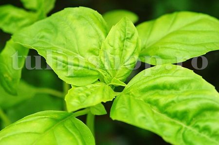 Seminte busuioc Lemon 1000buc.; Pret: 4 lei/plic. Pachetul contine 1000 de seminte sigilate intr-un pachet cu atmosfera protectoare, ferite de umiditate si lumina solara.
