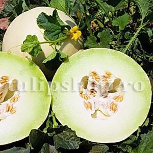 Seminte pepene galben Honeydew 100buc.; Pret: 4 lei/plic. Pachetul contine 100 de seminte sigilate intr-un pachet cu atmosfera protectoare, ferite de umiditate si lumina solara.
