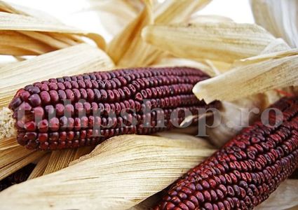 Seminte porumb dulce Bloody Butcher 30buc.; Pret: 5 lei/plic. Pachetul contine 30 de seminte sigilate intr-un pachet cu atmosfera protectoare, ferite de umiditate si lumina solara.
