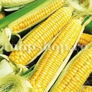 Seminte porumb dulce Golden Bantam 100buc.; Pret: 5 lei/plic. Pachetul contine 100 de seminte sigilate intr-un pachet cu atmosfera protectoare, ferite de umiditate si lumina solara.
