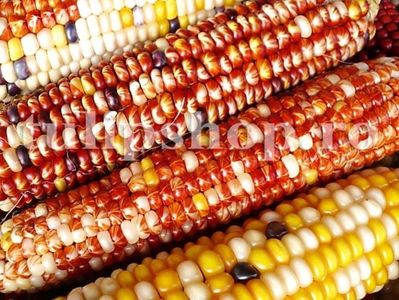 Seminte porumb dulce Indian Mandan 30buc.; Pret: 5 lei/plic. Pachetul contine 30 de seminte sigilate intr-un pachet cu atmosfera protectoare, ferite de umiditate si lumina solara.
