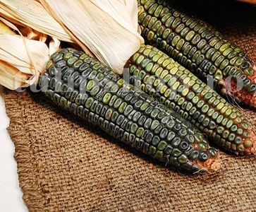 Seminte porumb dulce Oaxacan Green 30buc.; Pret: 5 lei/plic. Pachetul contine 30 de seminte sigilate intr-un pachet cu atmosfera protectoare, ferite de umiditate si lumina solara.
