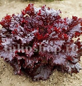 Seminte salata Apache 1.000buc.; Pret: 4 lei/plic. Pachetul contine 1.000 de seminte sigilate intr-un pachet cu atmosfera protectoare, ferite de umiditate si lumina solara.
