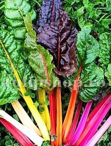 Seminte sfecla Swiss Chard Multicolor mix 300buc.; Pret: 4 lei/plic. Pachetul contine 300 de seminte sigilate intr-un pachet cu atmosfera protectoare, ferite de umiditate si lumina solara.
