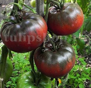 Seminte tomate Black Russian 100buc.; Pret: 4 lei/plic. Pachetul contine 100 de seminte sigilate intr-un pachet cu atmosfera protectoare, ferite de umiditate si lumina solara.
