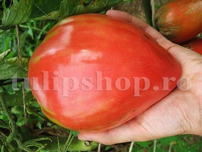 Seminte tomate Inima de Bou 100buc.; Pret: 4 lei/plic. Pachetul contine 100 de seminte sigilate intr-un pachet cu atmosfera protectoare, ferite de umiditate si lumina solara.
