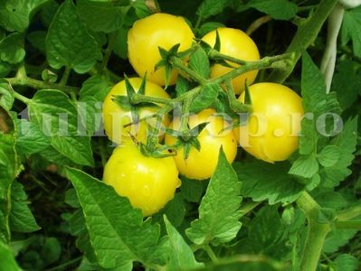 Seminte tomate Lemon Drop 200buc.; Pret: 4 lei/plic. Pachetul contine 200 de seminte sigilate intr-un pachet cu atmosfera protectoare, ferite de umiditate si lumina solara.
