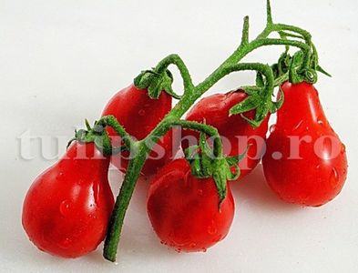 Seminte tomate Red Fig 100buc.; Pret: 4 lei/plic. Pachetul contine 100 de seminte sigilate intr-un pachet cu atmosfera protectoare, ferite de umiditate si lumina solara.
