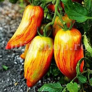 Seminte tomate Speckled Roman 100buc.; Pret: 4 lei/plic. Pachetul contine 100 de seminte sigilate intr-un pachet cu atmosfera protectoare, ferite de umiditate si lumina solara.
