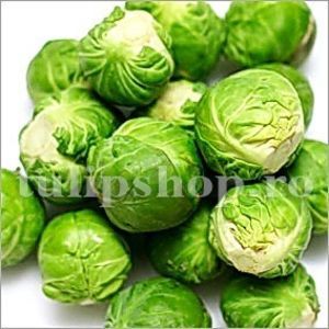 Seminte varza bruxelles Long Island 1000buc.; Pret: 3 lei/plic. Pachetul contine 1000 de seminte sigilate intr-un pachet cu atmosfera protectoare, ferite de umiditate si lumina solara.
