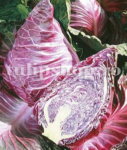Seminte varza Red Kalibos 200buc.; Pret: 4 lei/plic. Pachetul contine 200 de seminte sigilate intr-un pachet cu atmosfera protectoare, ferite de umiditate si lumina solara.
