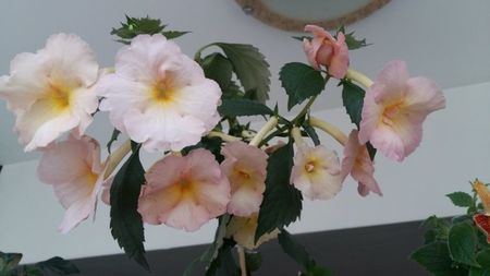 avea flori peste 6 cm
