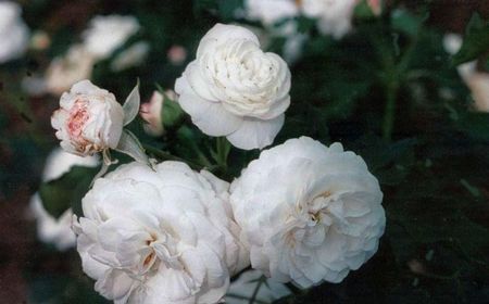 rose boule_de_neige_