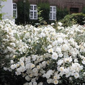 Schneekonigin-1