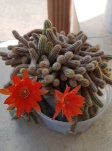 Stufosul a mai facut doua flori...; Chamaecereus silvestrii-daca tot l-am facut de rusine ca a inflorit dupa vreo 10 ani si a facut o singura floare acum vrea sa ma contrazica...intre timp a mai facut vreo 2-3 dar pe rand :))
