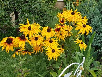 Rudbeckia