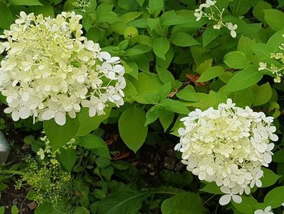 Hortensia paniculata