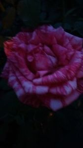 Pink intuition