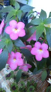 Jewel Pink