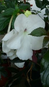 Jay Dee Large White
