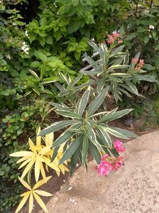 Leandru variegat