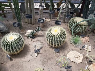 Cactusi