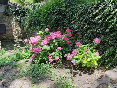 Hortensie roz intens