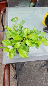 Duranta 2