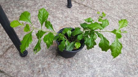 Duranta 3; rezervat Bidasca/vandut
