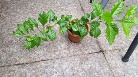 Duranta 4; rezervat merylou/vandut
