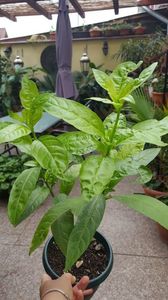 Cestrum nocturnum 1