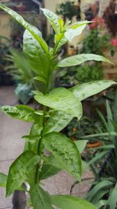 Cestrum nocturnum 2; vandut
