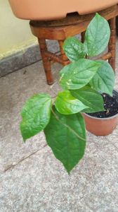 Clerodendron speciosum 1; vandut dna Gaby
