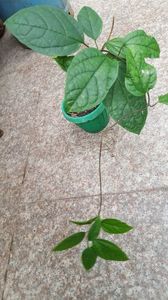 Clerodendron speciosum 2; vandut dna Gaby
