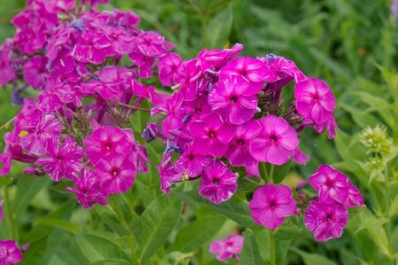 12.07.2019; Multumesc, Florina !
