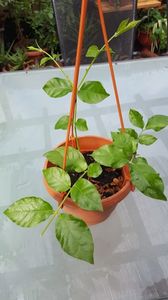 Jasmin sambac 1; rezervat bidasca/vandut
