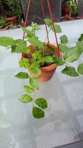 Jasmin sambac 2; vandut

