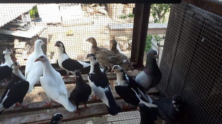 received_451554635393876