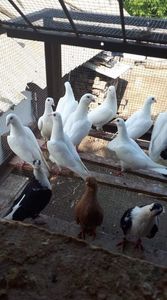 received_1067195283474054