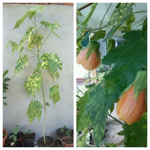 Abutilon Pictum Portocaliu, plante mari,90-100 cm inaltime; 35 Ron
