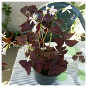 Oxalis; 10 Ron
