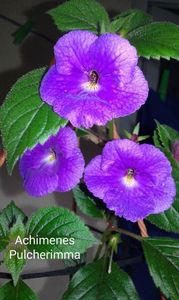 12 / Achimenes Pulcherimma