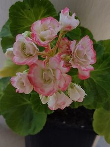 Happy Appleblossom