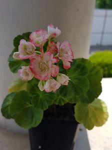 Happy Appleblossom
