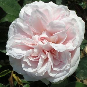 Souvenir-de-la-Malmaison-Climbing-Rose