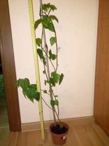 Abutilon megapotamicum; 80 cm  inaltime-Rezervat
