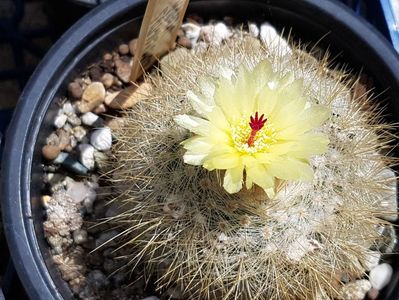 Notocactus scopa