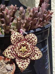 Stapelia variegata nr 1